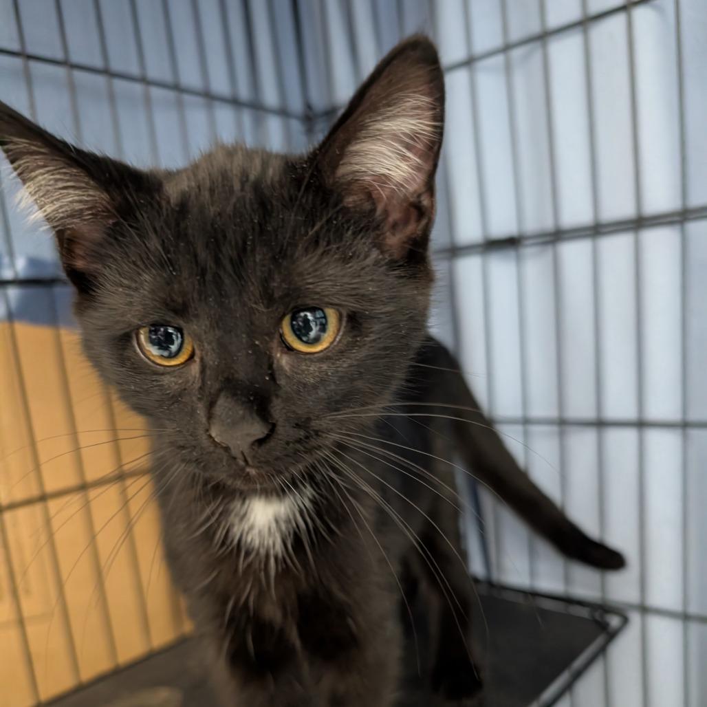 Enlarge Diabla, a Adoptable Domestic Short Hair in Blair, WI image 2/2