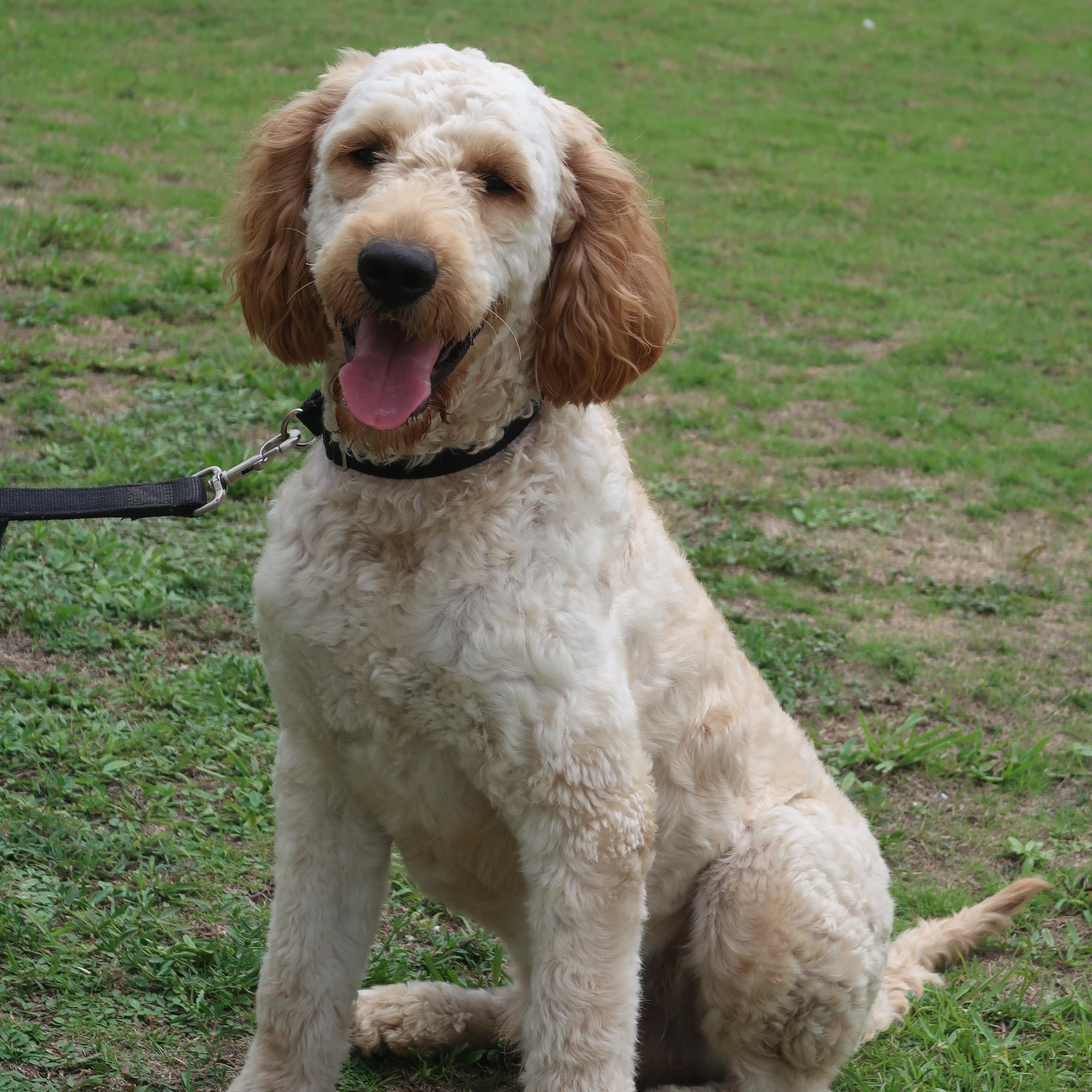 Goose - TRAINED DOG, ADOPTABLE, Young Male Goldendoodle.