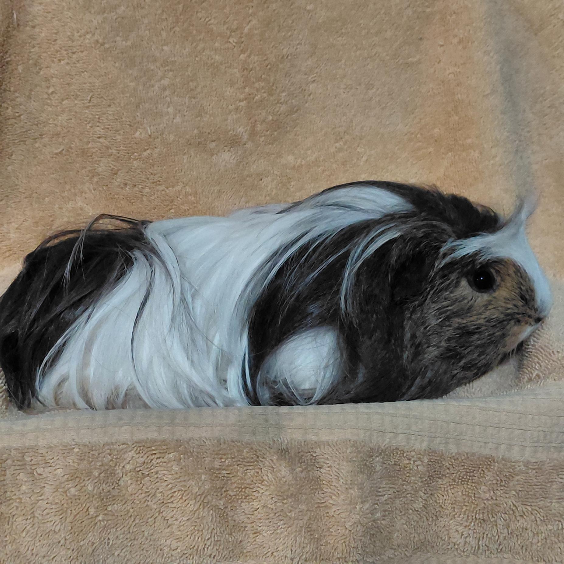 Albert, ADOPTABLE, Adult Male Guinea Pig.