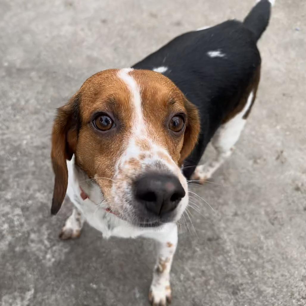 Enlarge Molly, a Adoptable Beagle in Chesapeake, VA image 1/4