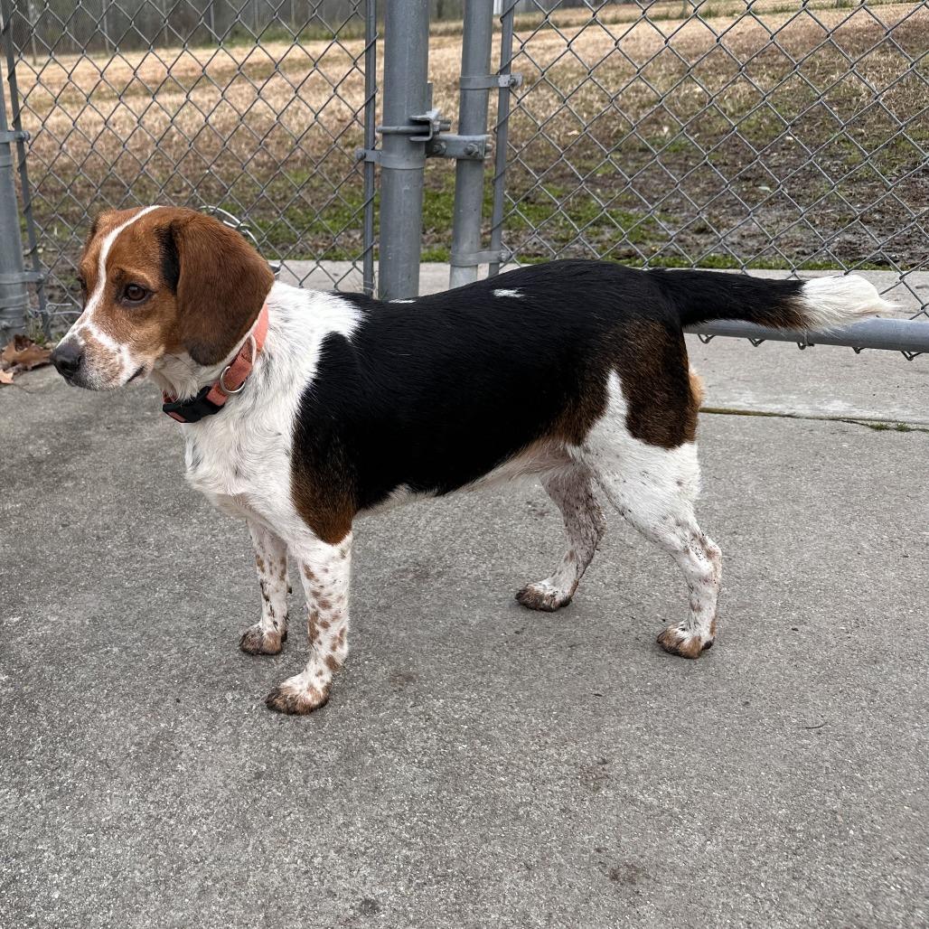 Enlarge Molly, a Adoptable Beagle in Chesapeake, VA image 2/4