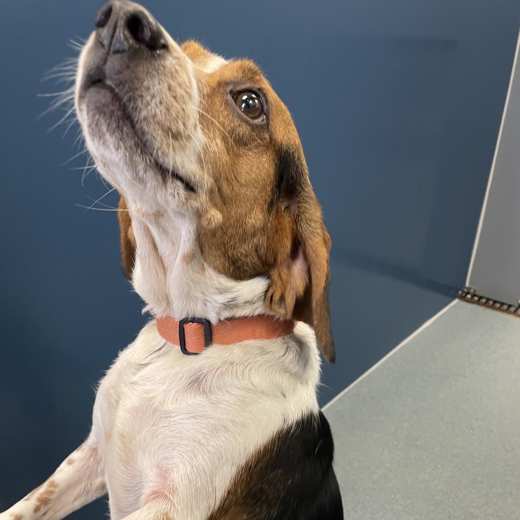 Enlarge Molly, a Adoptable Beagle in Chesapeake, VA image 3/4