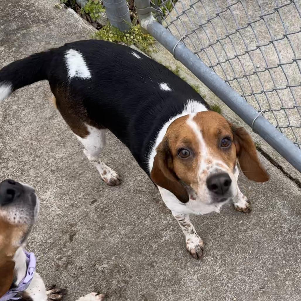 Enlarge Molly, a Adoptable Beagle in Chesapeake, VA image 4/4