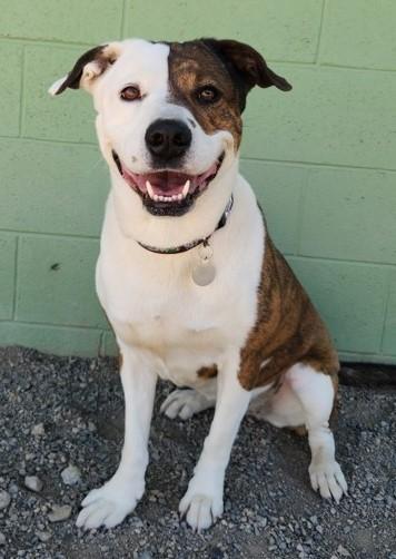 Leena, an adoptable Pit Bull Terrier in Butte, MT, 59701 | Photo Image 1