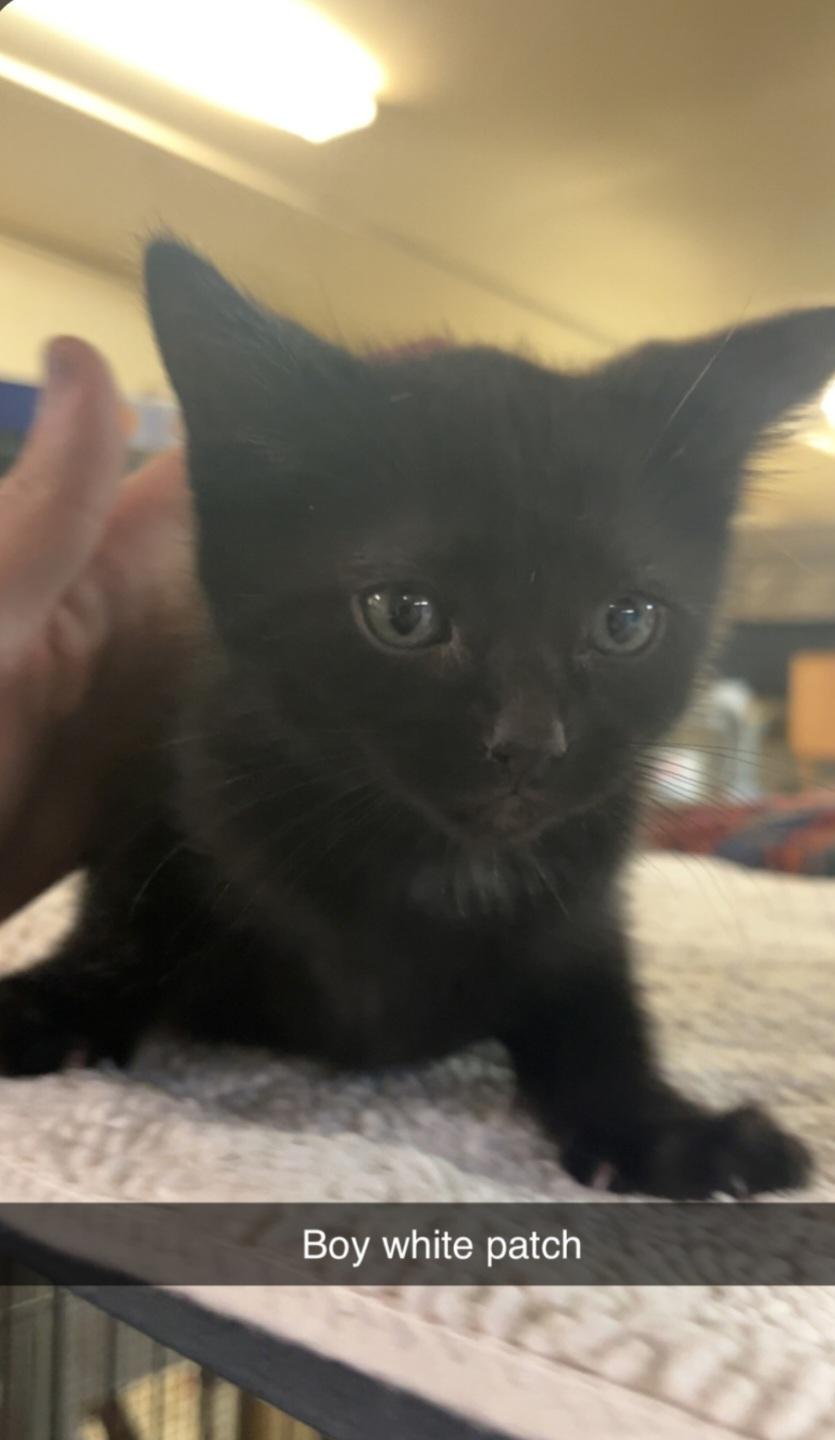 K6- Pugsley, adopted, Kitten Male Domestic Short Hair.