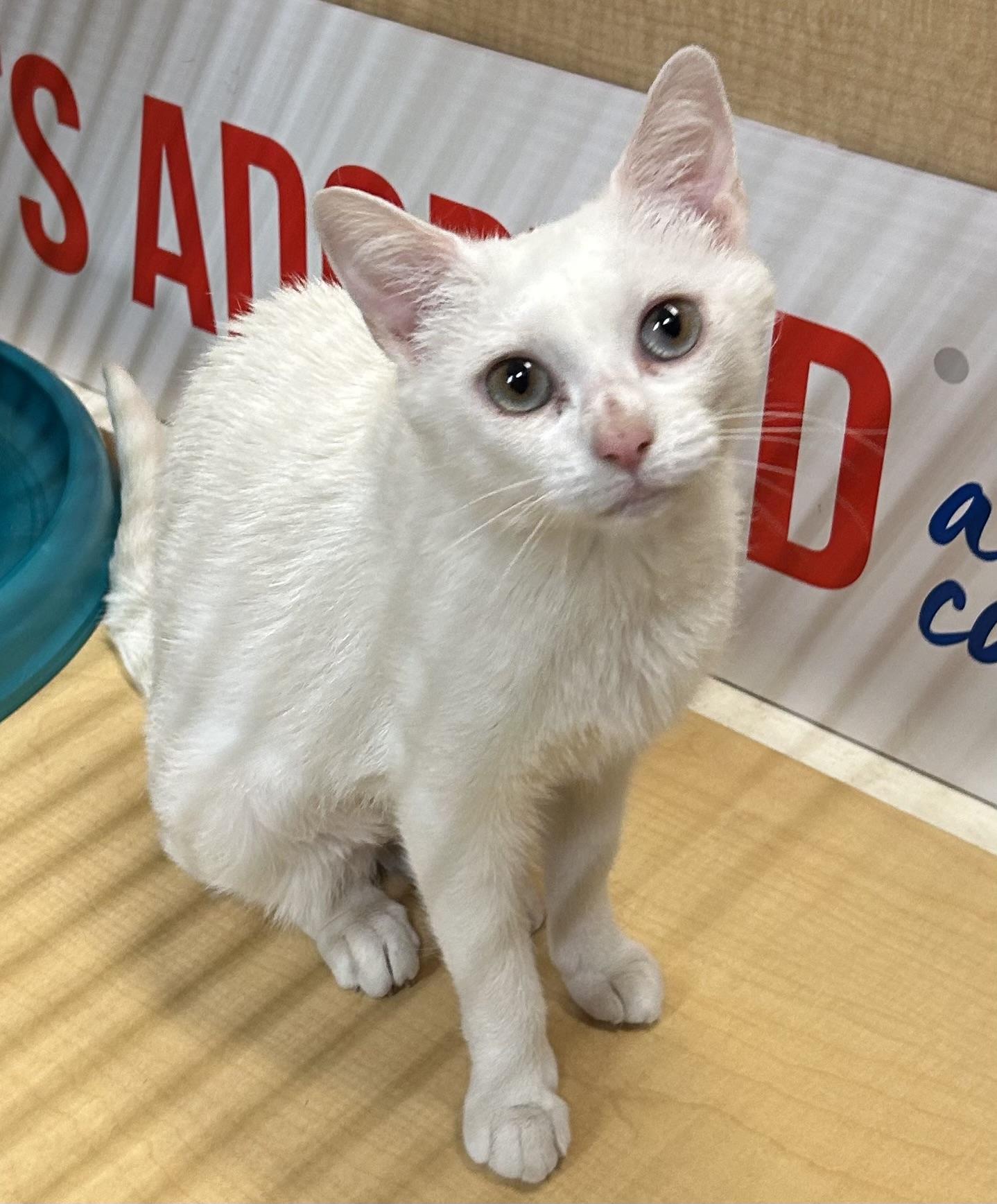 Dove, a ADOPTABLE Domestic Short Hair in Springfield, PA image 2/4