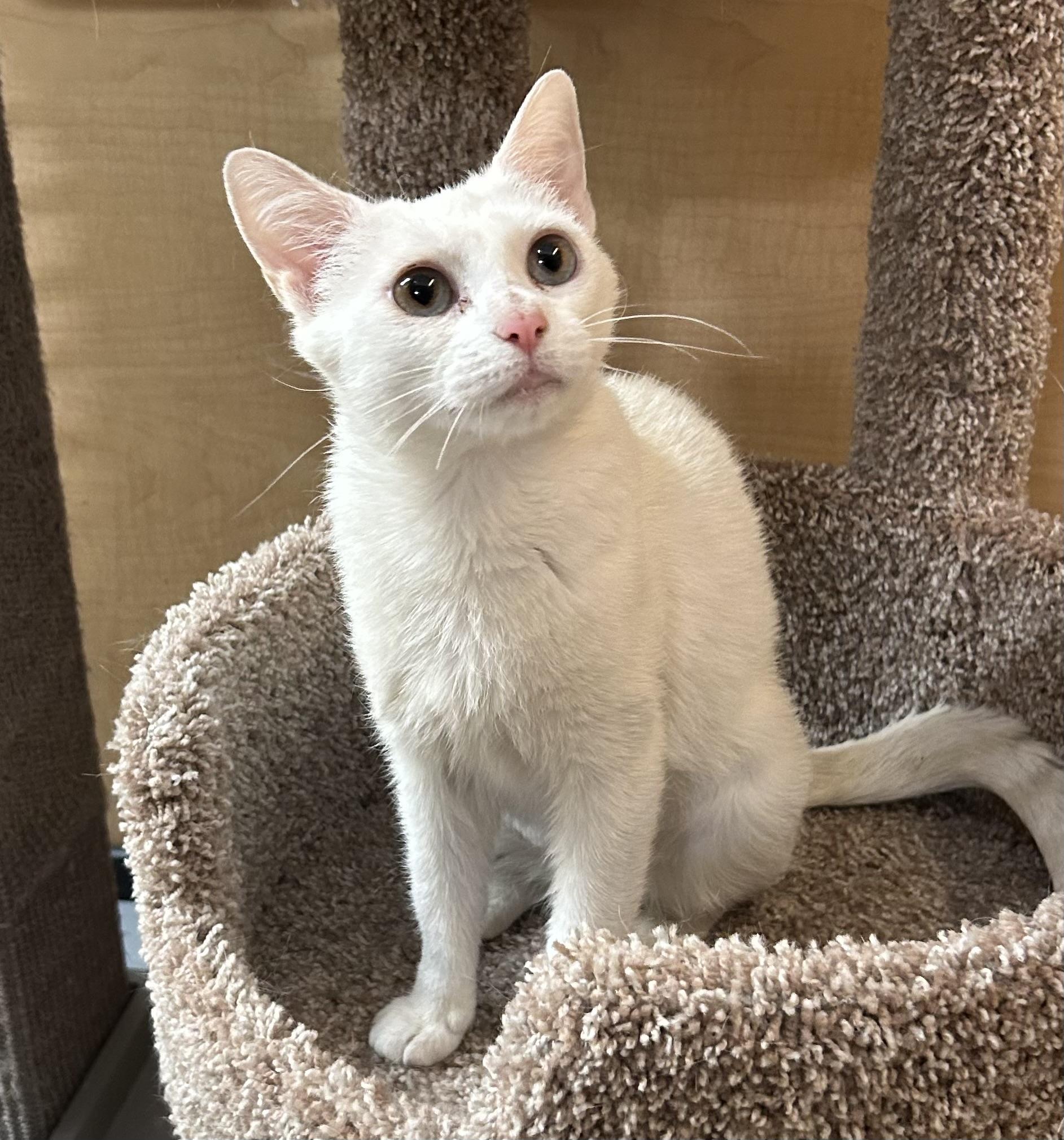 Dove, a ADOPTABLE Domestic Short Hair in Springfield, PA image 3/4