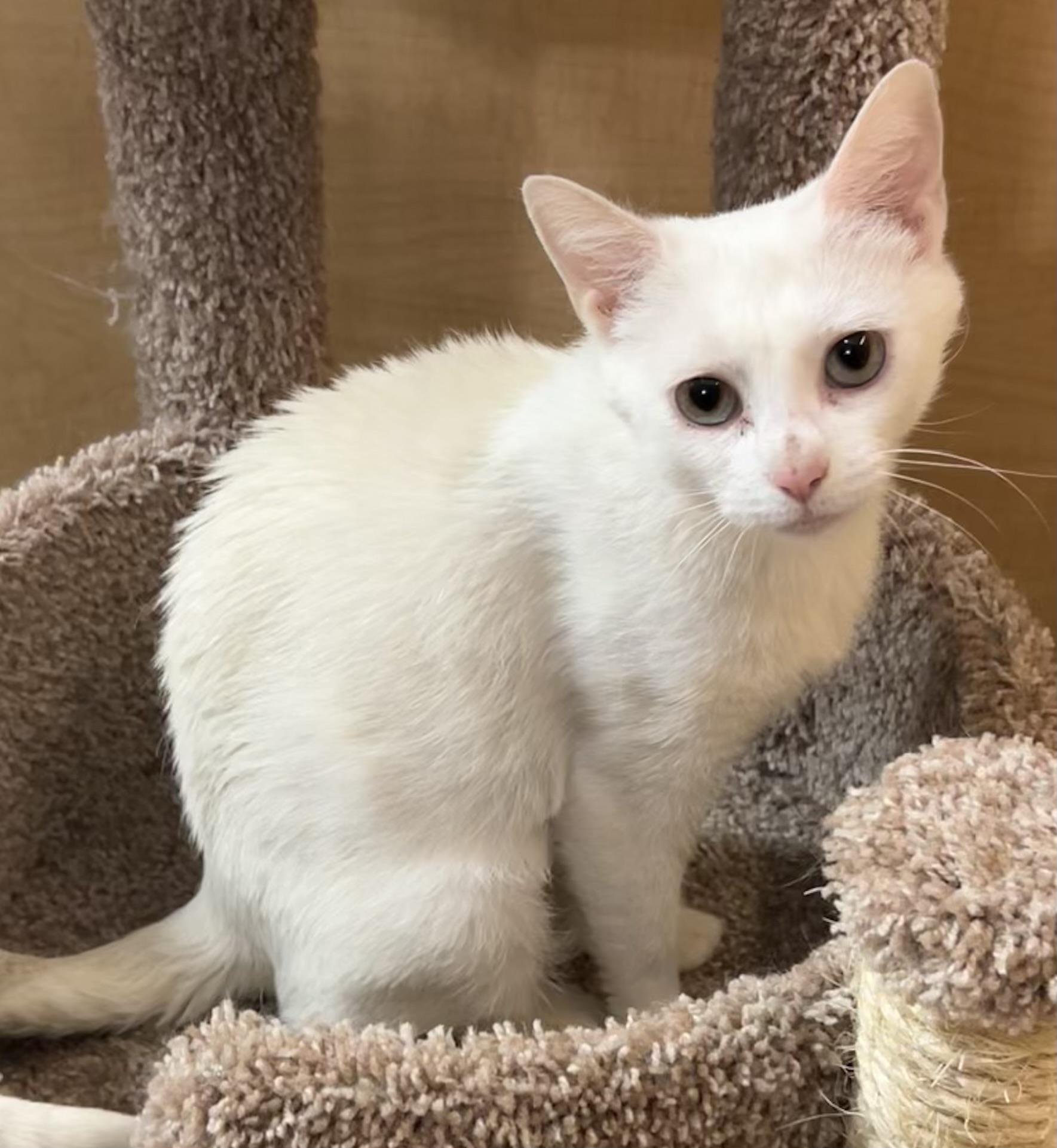 Dove, ADOPTABLE, Young Female Domestic Short Hair.