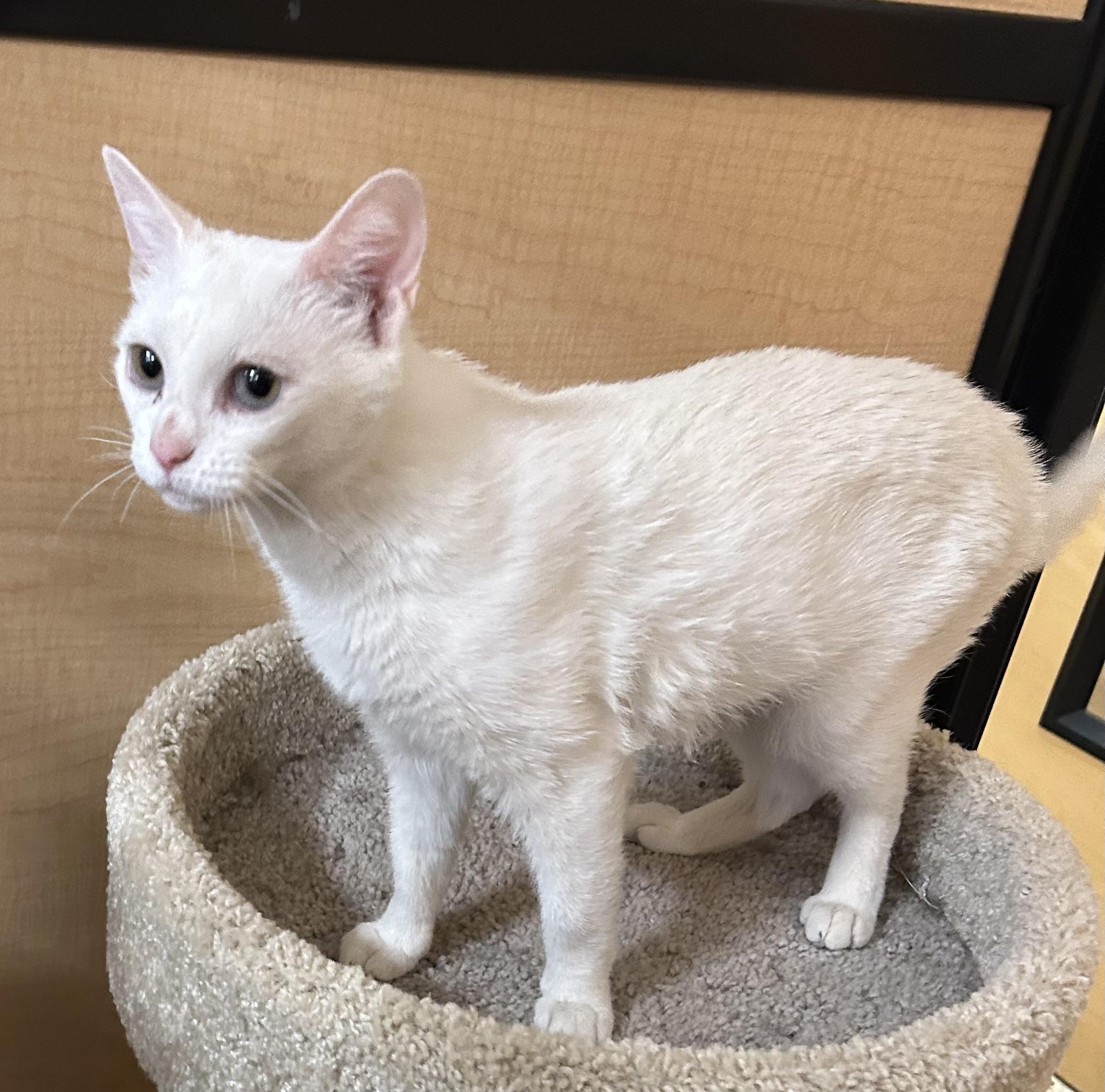 Dove, a ADOPTABLE Domestic Short Hair in Springfield, PA image 4/4
