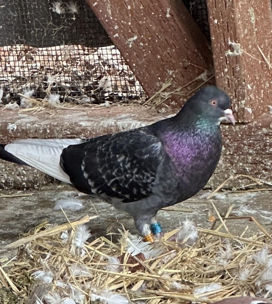 Enlarge Boo, a Adoptable Pigeon in San Francisco, CA image 1/1