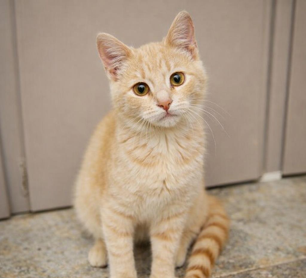 Cory — thumbnail 2