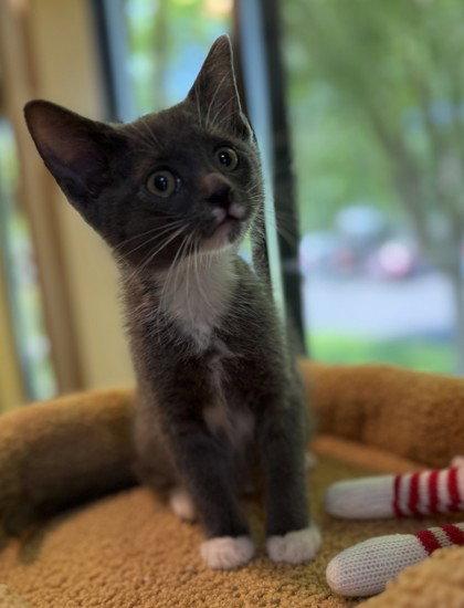Enlarge Littlefoot, a Adoptable Domestic Short Hair in Midland, VA image 1/1