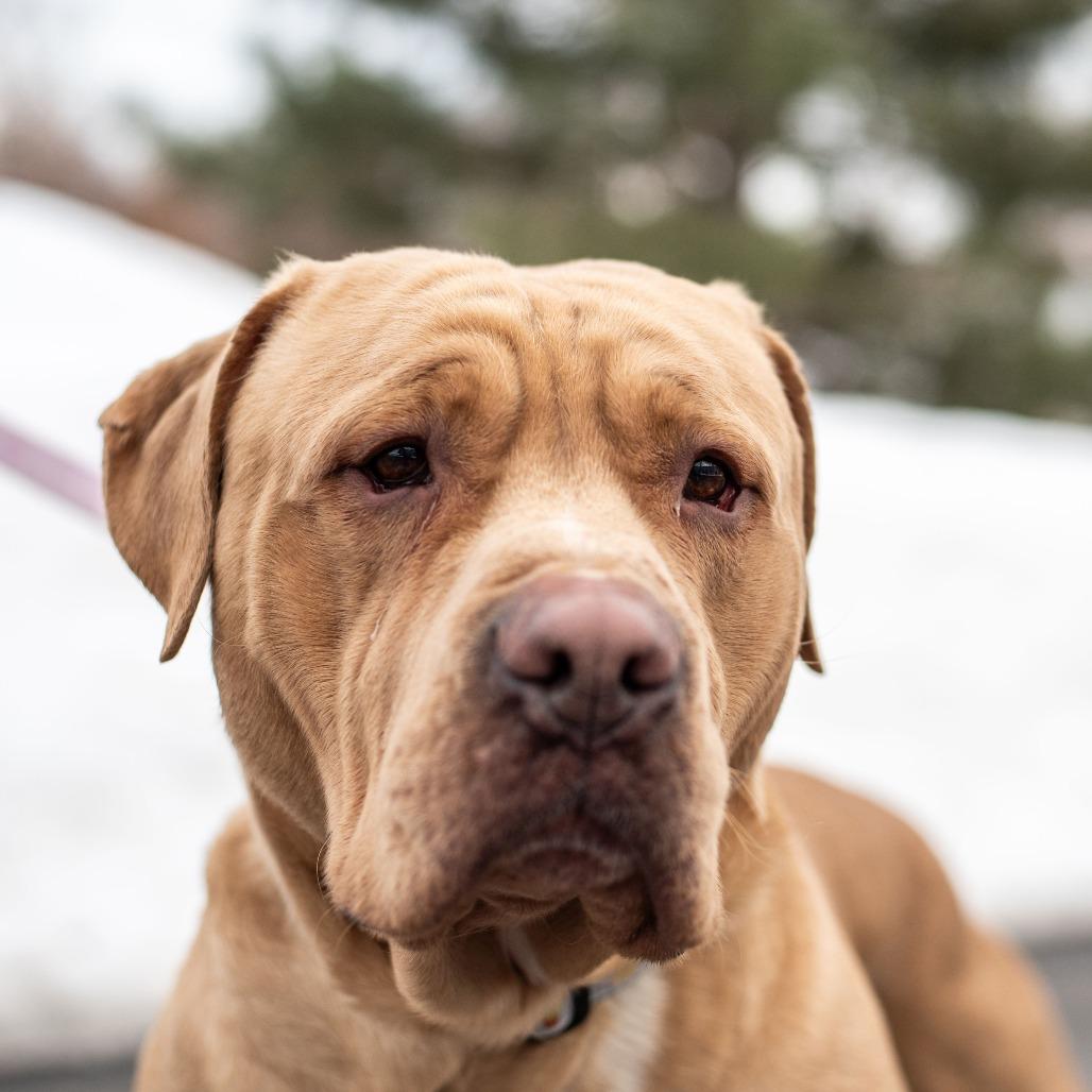 Ollie, Adoptable, Adult Male American Bulldog & Labrador Retriever.