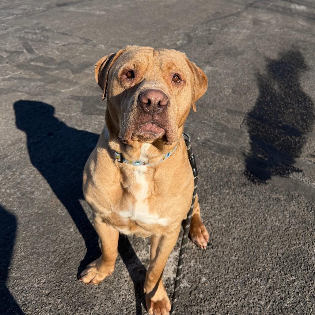 Enlarge Ollie, a Adoptable mixed breed in Warwick, RI image 2/4