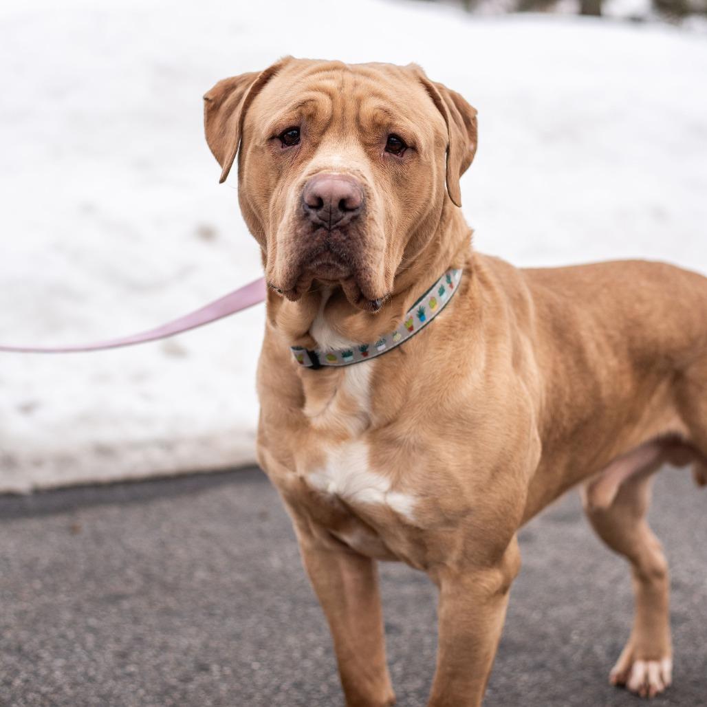 Enlarge Ollie, a Adoptable mixed breed in Warwick, RI image 3/4