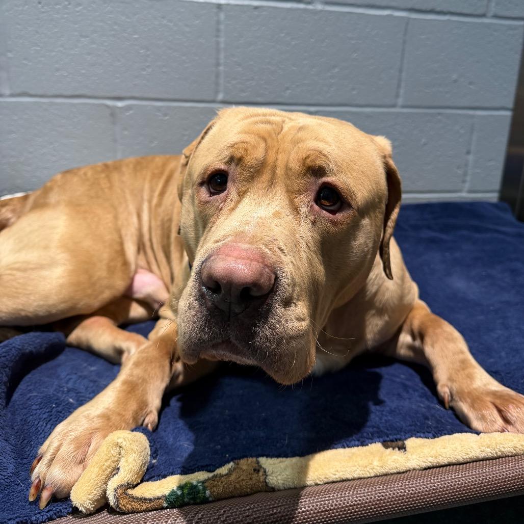 Enlarge Ollie, a Adoptable mixed breed in Warwick, RI image 4/4