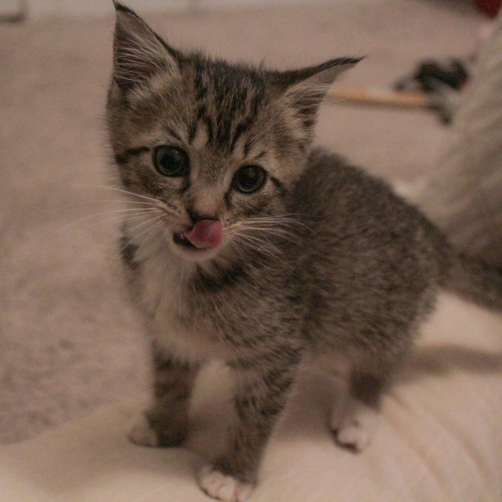 Thanie, Adoptable, Kitten Female Domestic Short Hair.