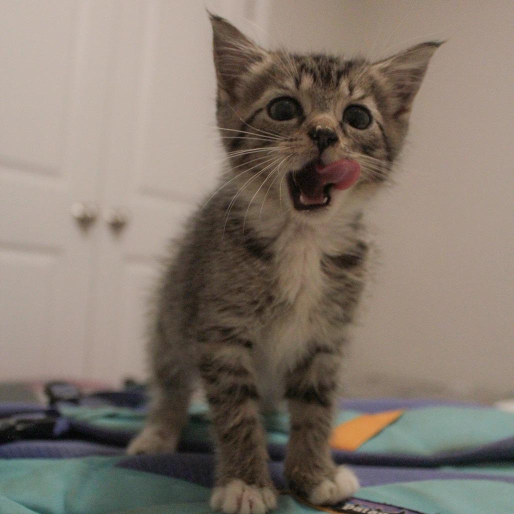 Enlarge Thanie, a Adoptable Domestic Short Hair in Auburn, AL image 2/5