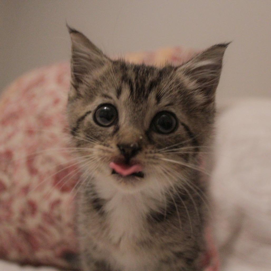 Enlarge Thanie, a Adoptable Domestic Short Hair in Auburn, AL image 3/5