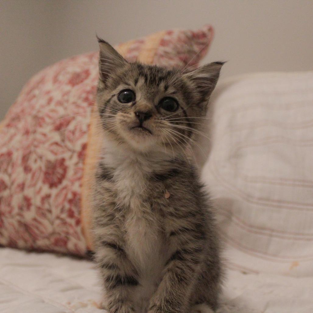 Enlarge Thanie, a Adoptable Domestic Short Hair in Auburn, AL image 4/5