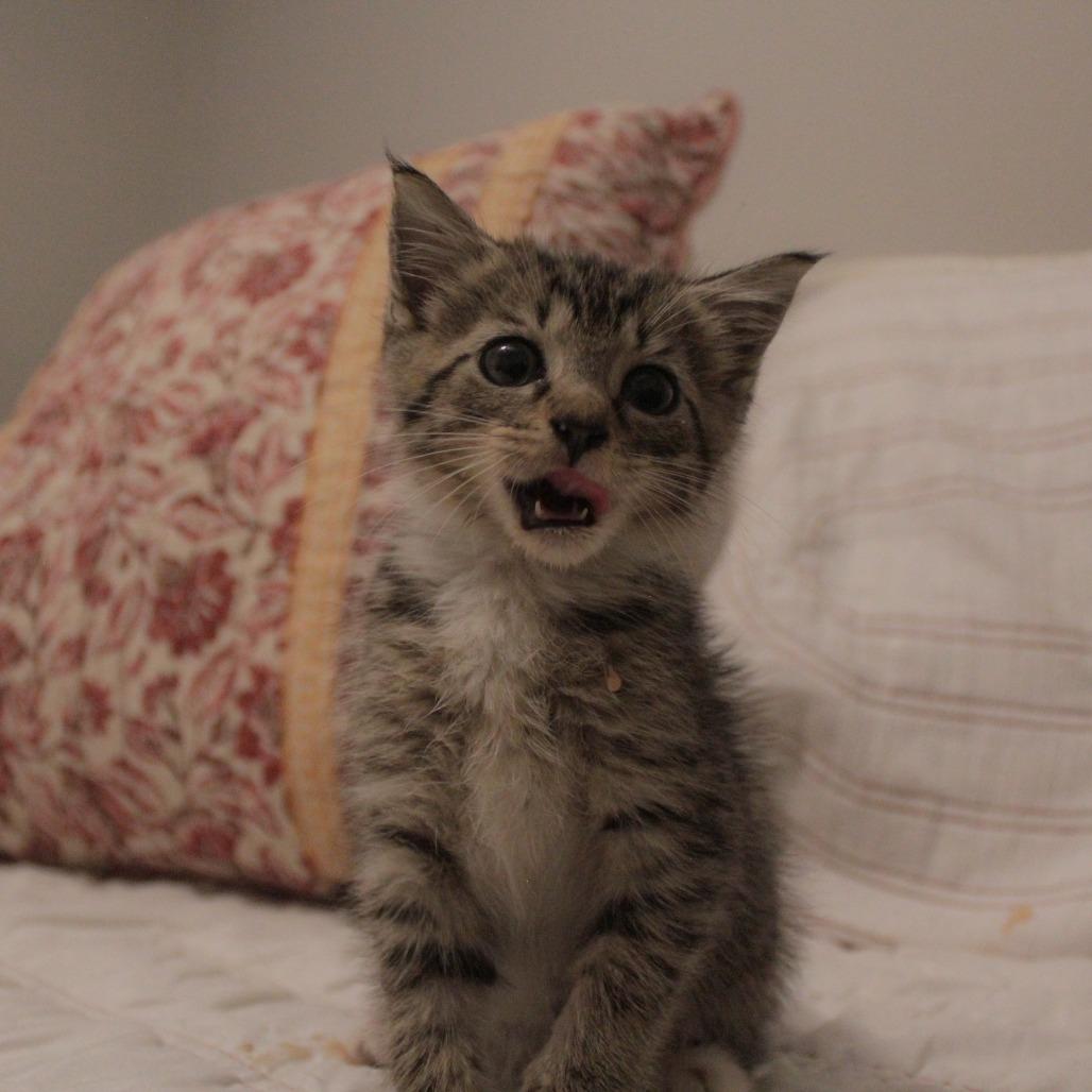 Enlarge Thanie, a Adoptable Domestic Short Hair in Auburn, AL image 5/5