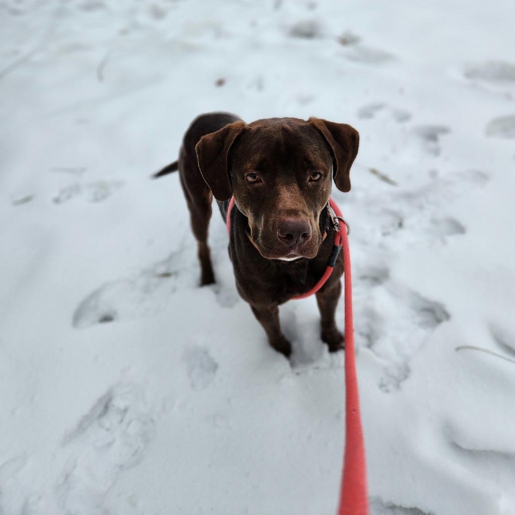 Enlarge CJ, a Adoptable Mixed Breed in Grand Rapids, MI image 1/6
