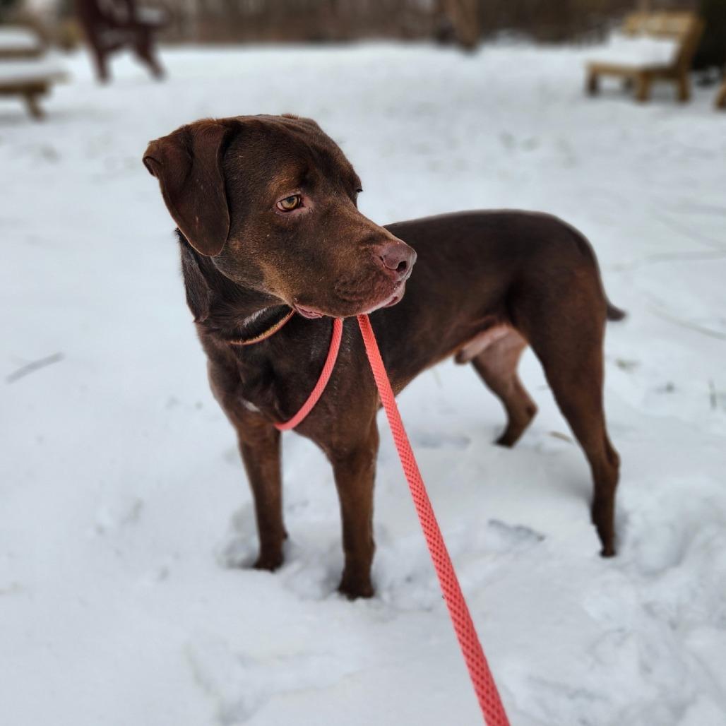 Enlarge CJ, a Adoptable Mixed Breed in Grand Rapids, MI image 2/6