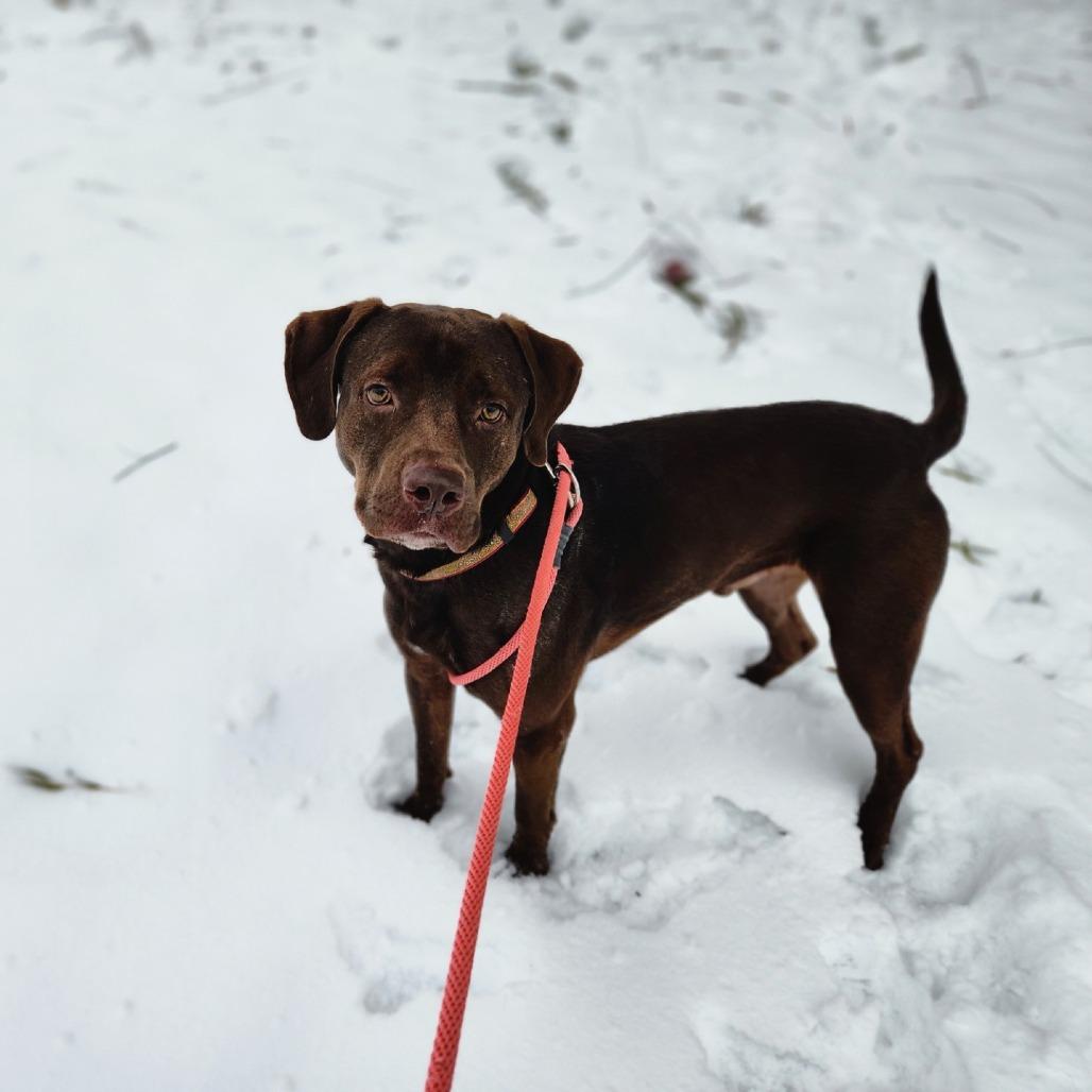 Enlarge CJ, a Adoptable Mixed Breed in Grand Rapids, MI image 4/6