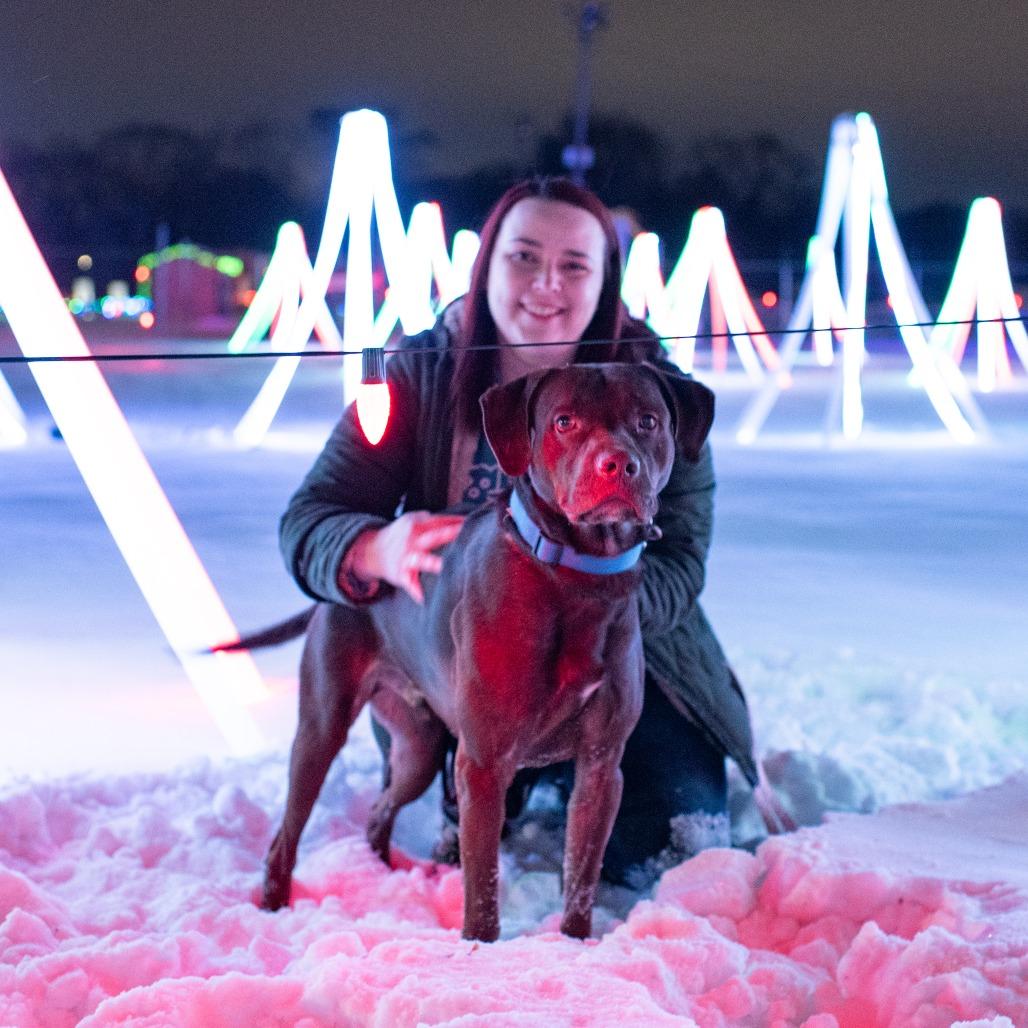 Enlarge CJ, a Adoptable Mixed Breed in Grand Rapids, MI image 6/6