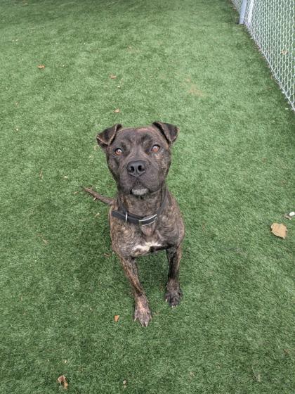 Enlarge Tiger, a Adoptable mixed breed in Louisburg, NC image 1/2