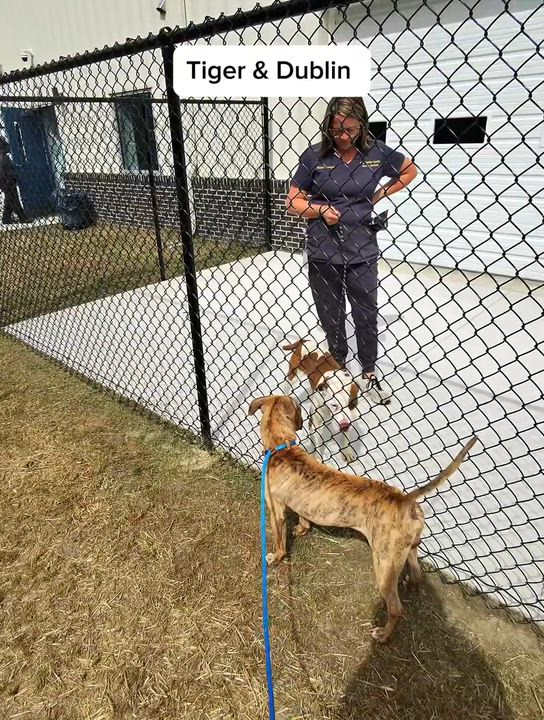 Enlarge Tiger, beautiful striped boy, young ON DEATH ROW Week 9/21, a Adoptable Staffordshire Bull Terrier in Richmond, VA video 3/4