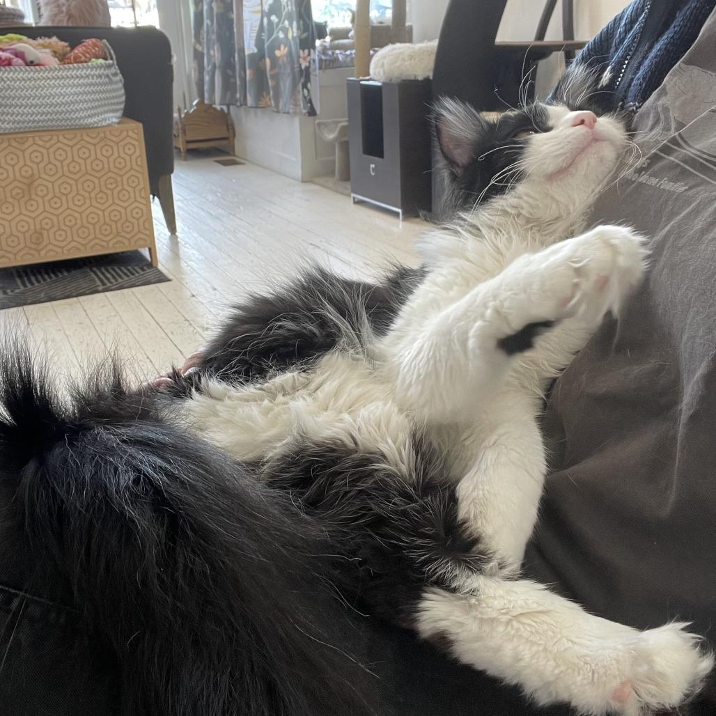 Cassoulet, a Adoptable Domestic Medium Hair in St. Louis, MO image 1/6