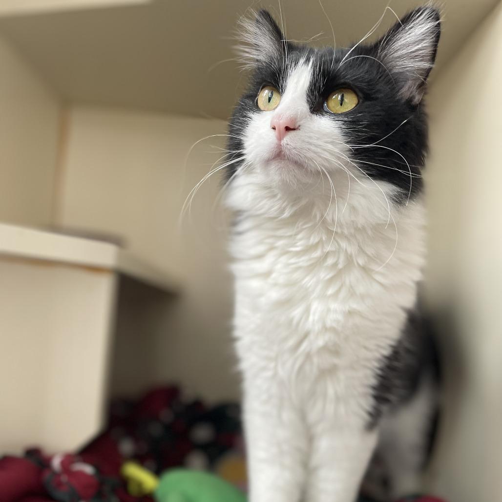 Cassoulet, a Adoptable Domestic Medium Hair in St. Louis, MO image 2/6