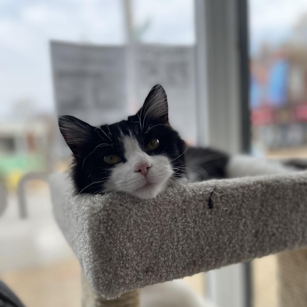 Cassoulet, a Adoptable Domestic Medium Hair in St. Louis, MO image 4/6