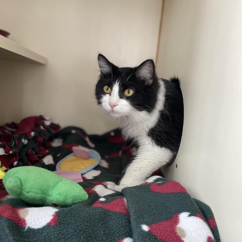 Cassoulet, a Adoptable Domestic Medium Hair in St. Louis, MO image 6/6