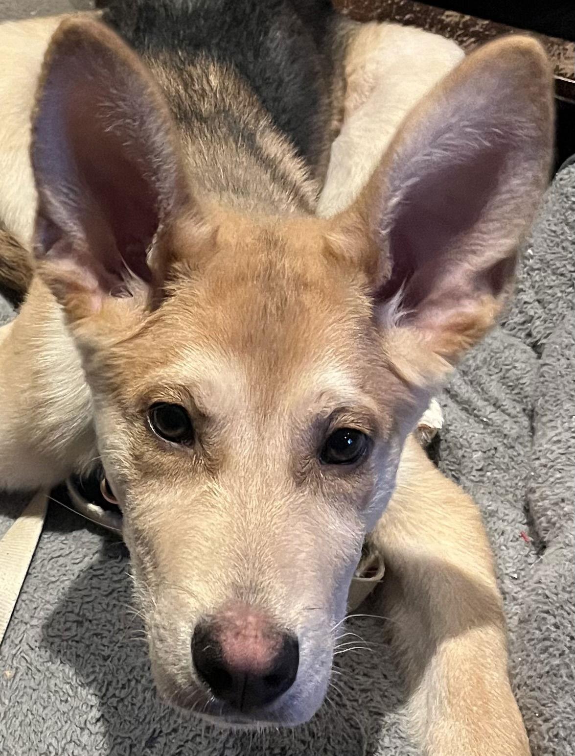 VIKING, Adoptable, Puppy Male Husky & Labrador Retriever.