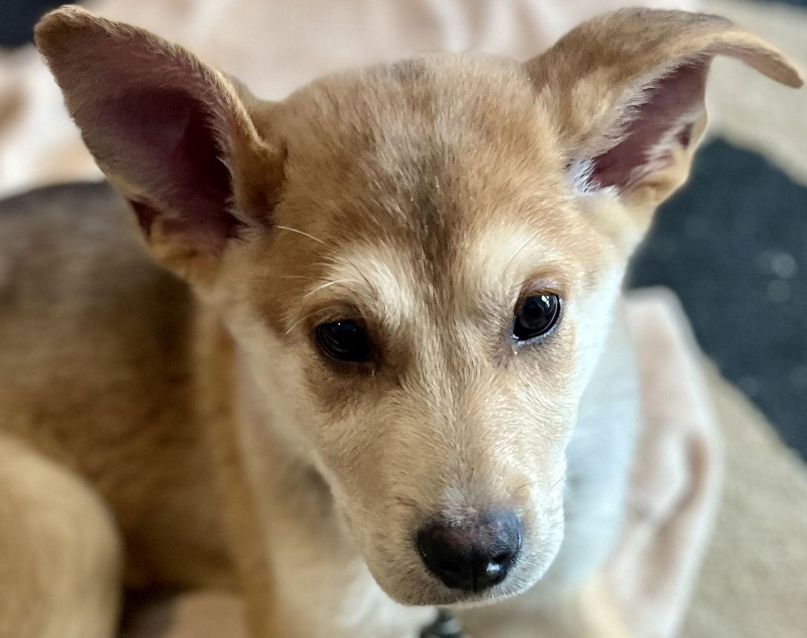 VIKING, Adoptable, Puppy Male Husky & Labrador Retriever.