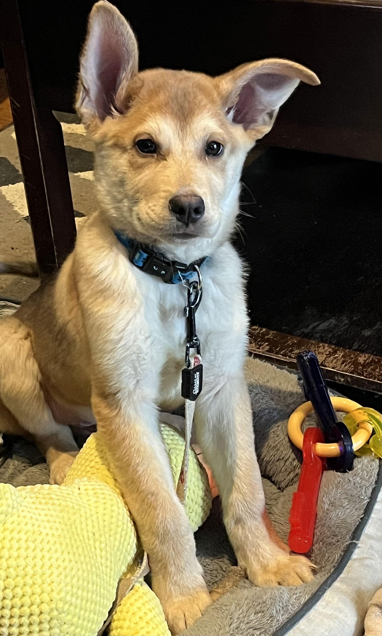 Enlarge VIKING, a Adoptable mixed breed in Minesing, ON image 2/3