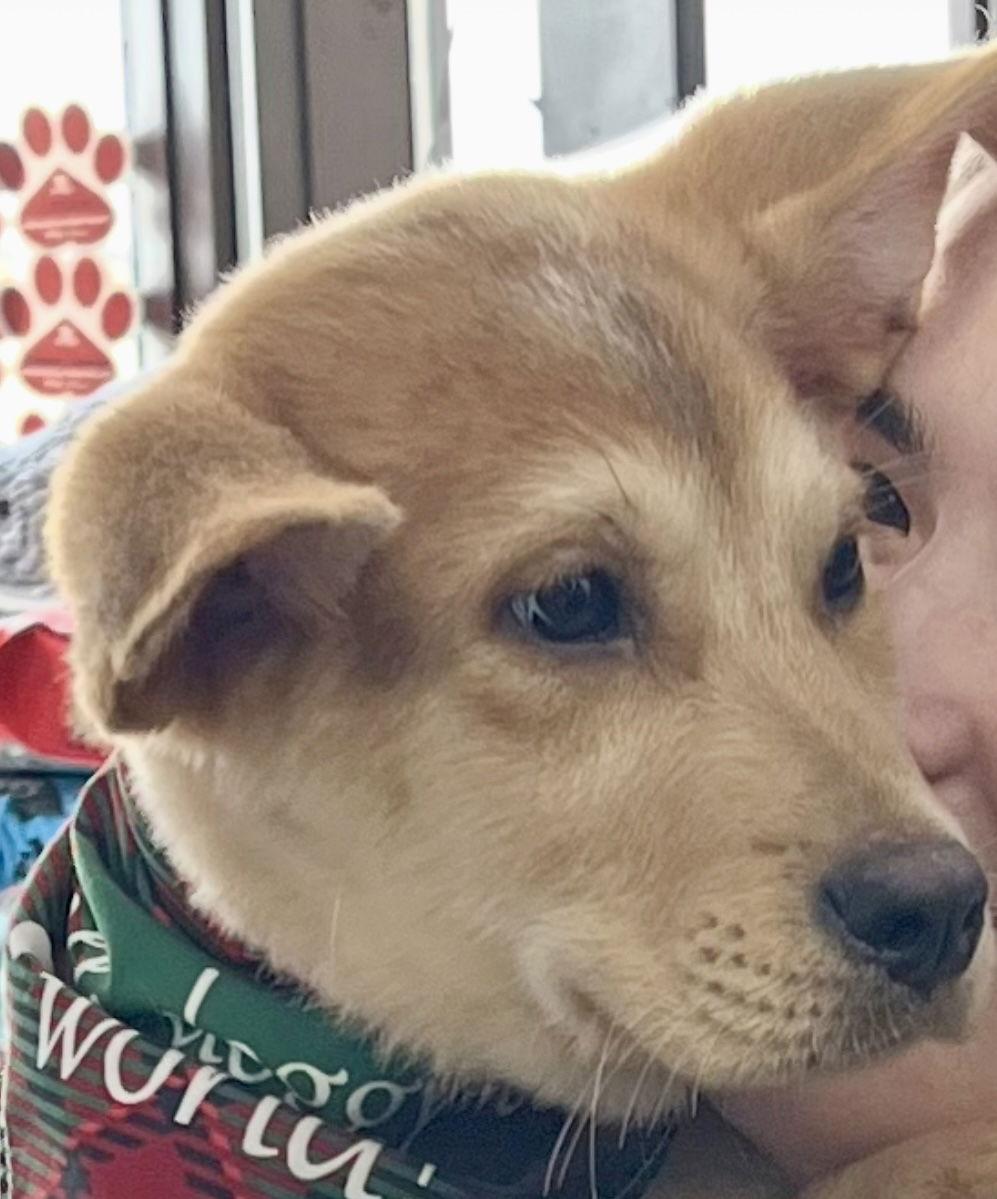 Enlarge VIKING, a Adoptable mixed breed in Minesing, ON image 3/3