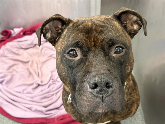 Enlarge BELLA, a Adoptable Mixed Breed in Dallas, TX image 1/1
