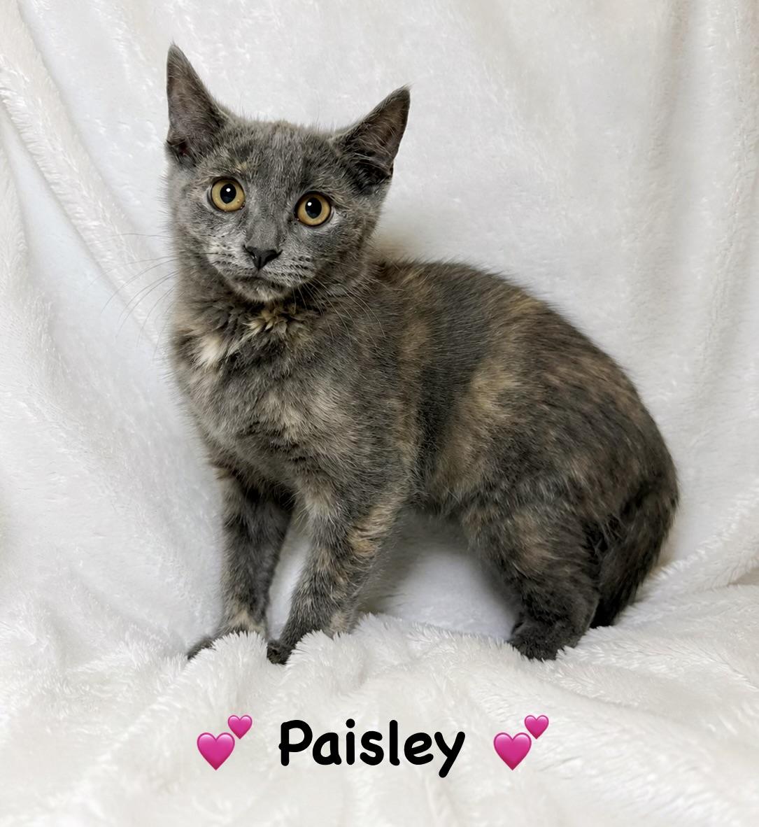 Paisley, an adopted Tortoiseshell in Copley, OH image 1/2