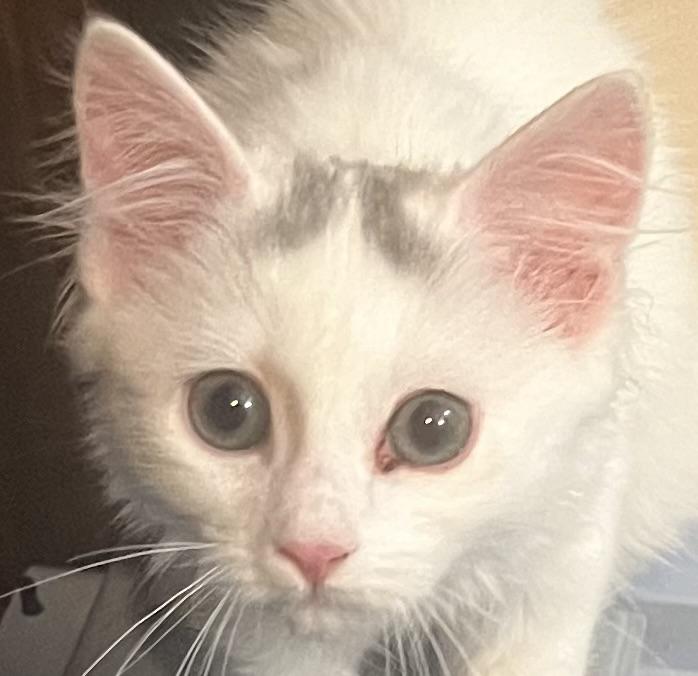 Enlarge Coco, a Adoptable Domestic Medium Hair in Independence, MO image 2/4