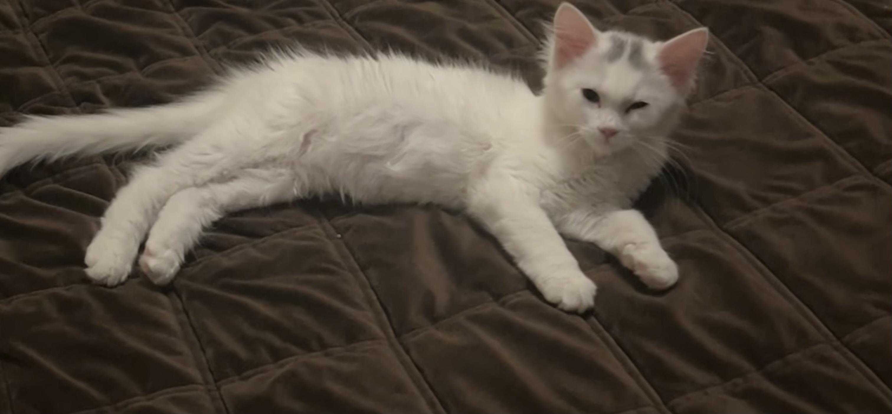 Enlarge Coco, a Adoptable Domestic Medium Hair in Independence, MO image 4/4