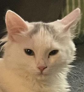 Enlarge Coco, a Adoptable Domestic Medium Hair in Independence, MO image 1/4