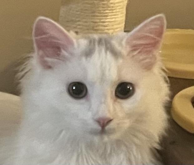 Coco, Adoptable, Kitten Female Domestic Long Hair.