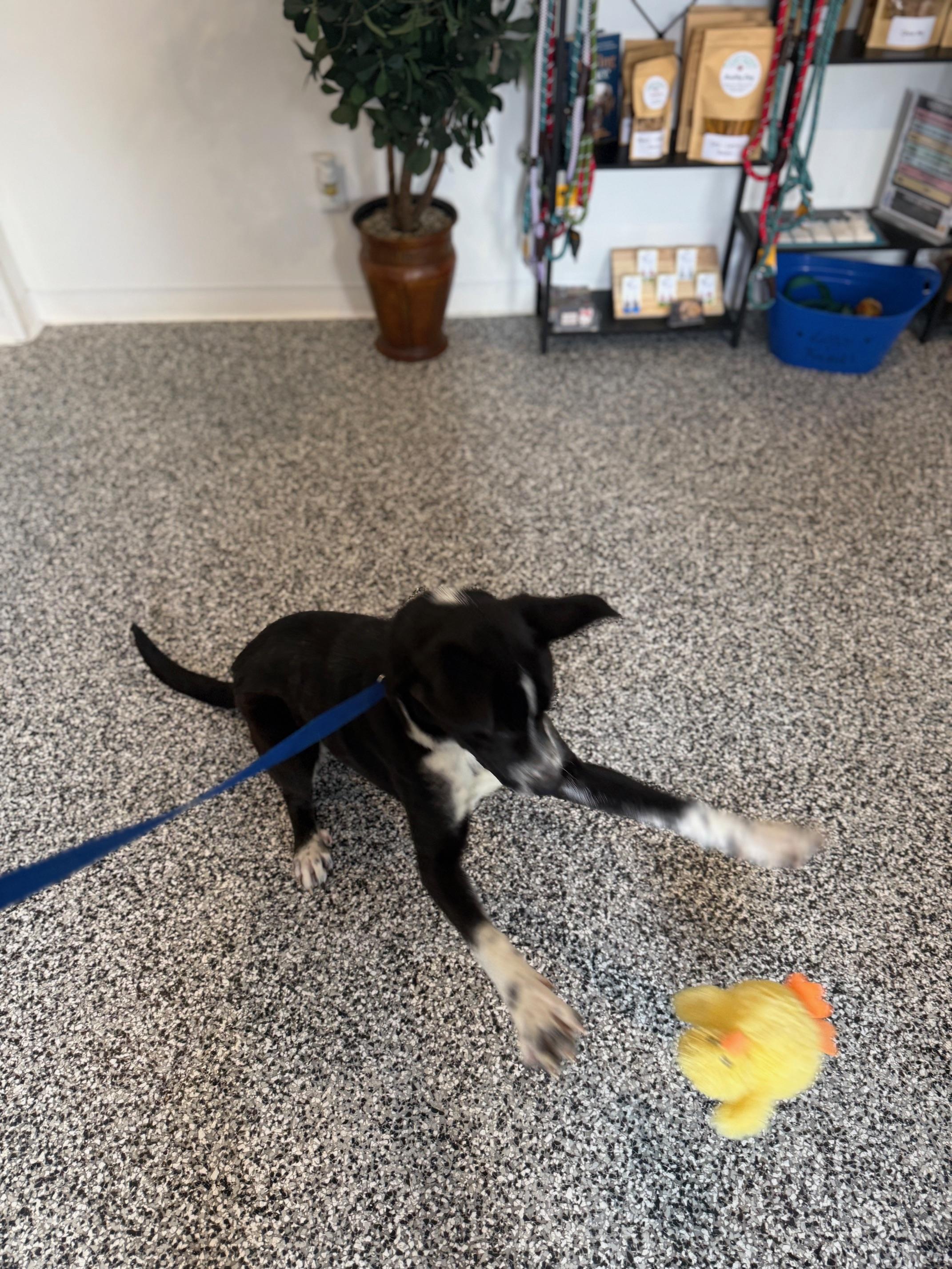 Louie , a ADOPTABLE Border Collie in St Marys, OH image 3/6