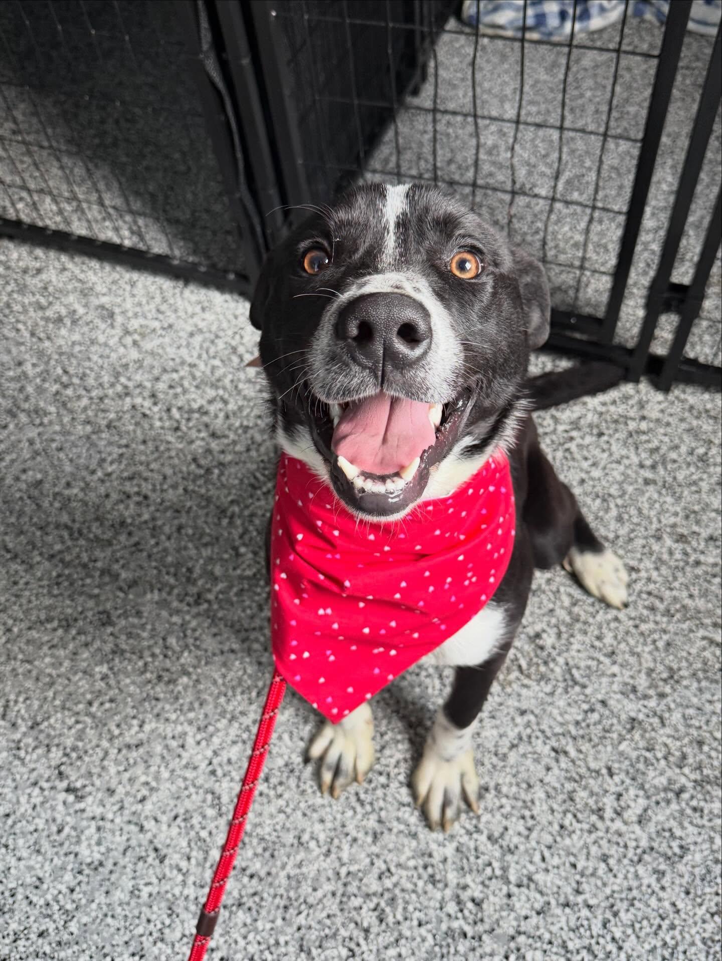 Louie , a ADOPTABLE Border Collie in St Marys, OH image 1/6