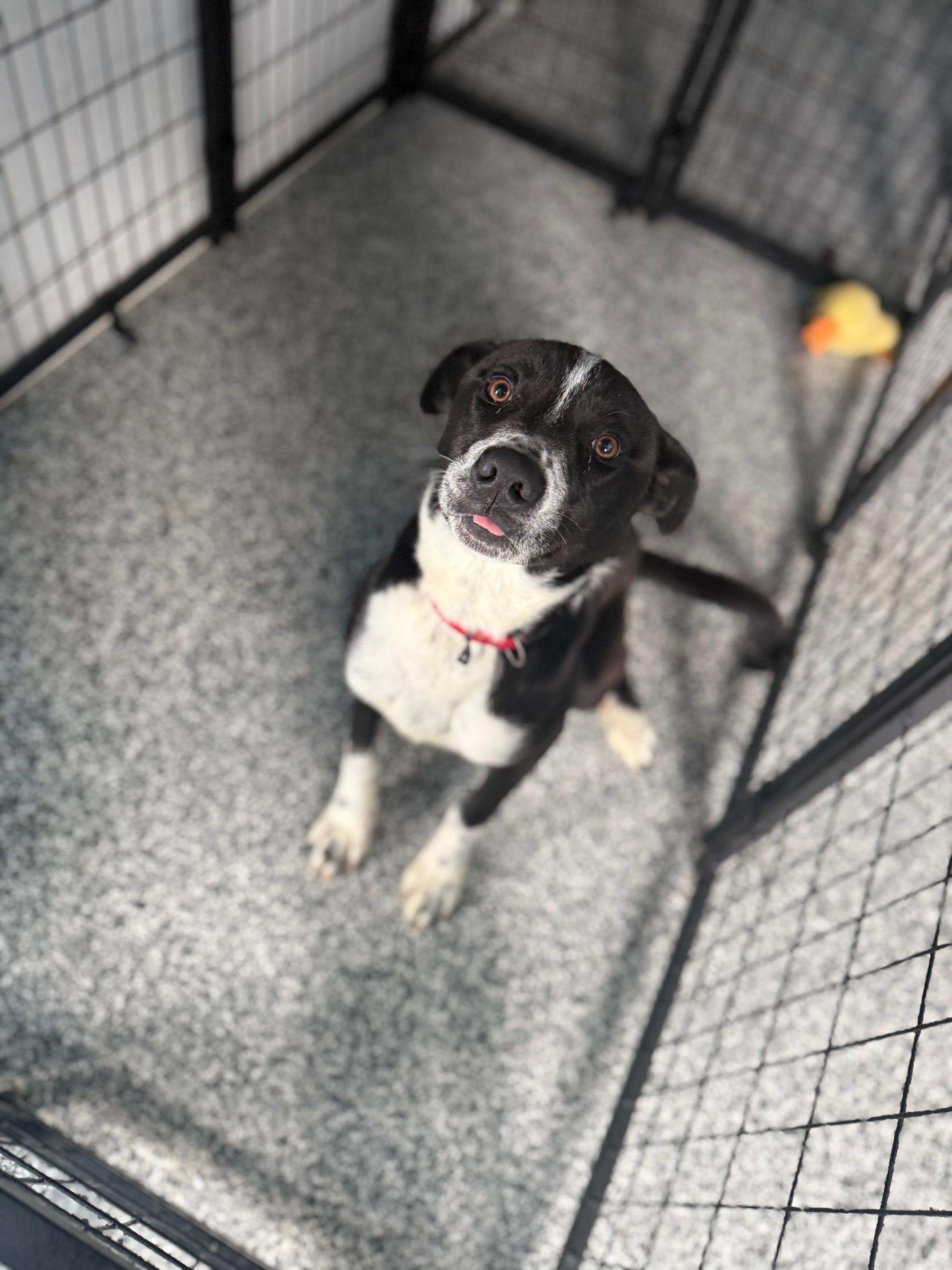 Louie , a ADOPTABLE Border Collie in St Marys, OH image 4/6