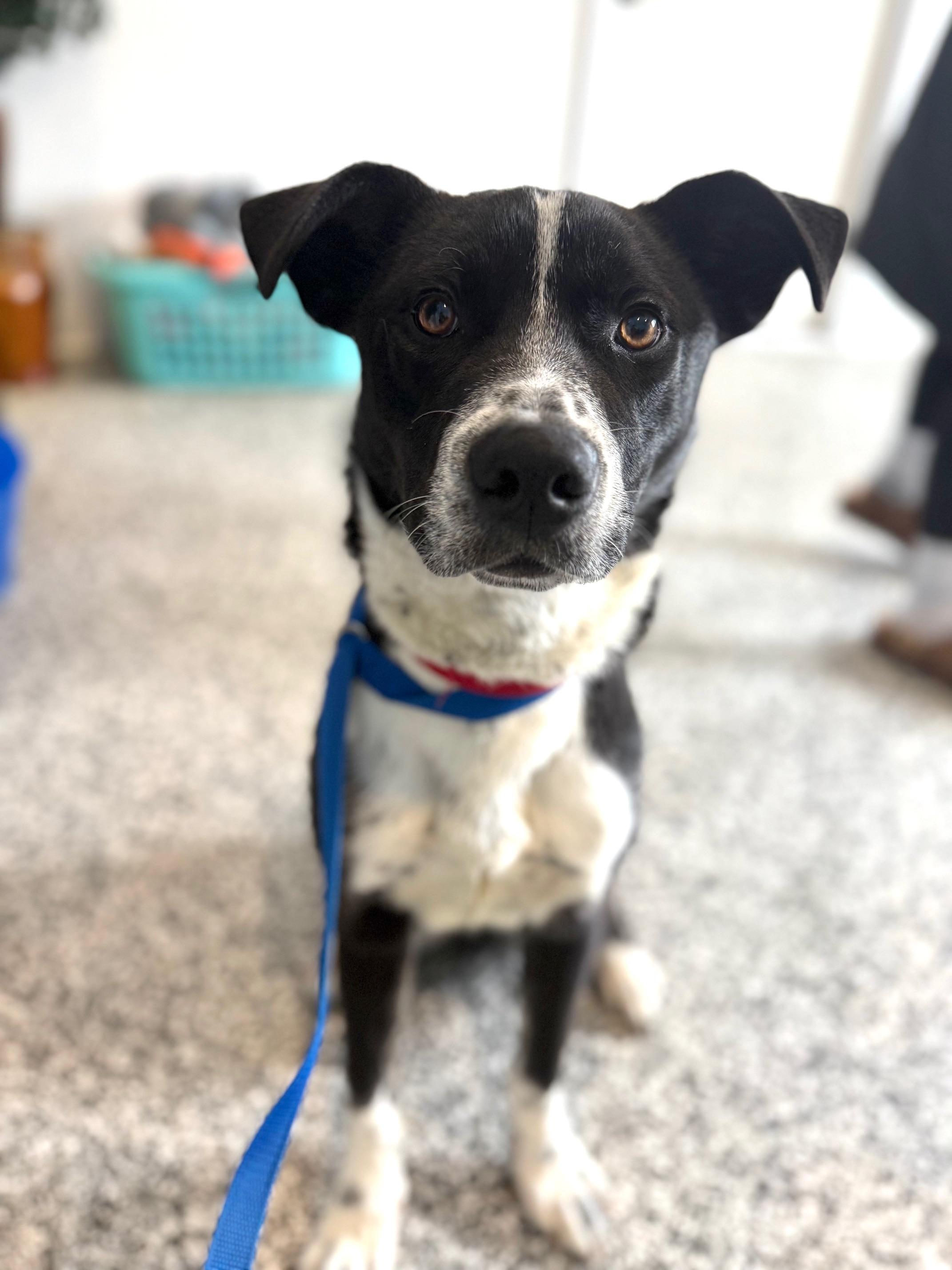 Louie , a ADOPTABLE Border Collie in St Marys, OH image 5/6