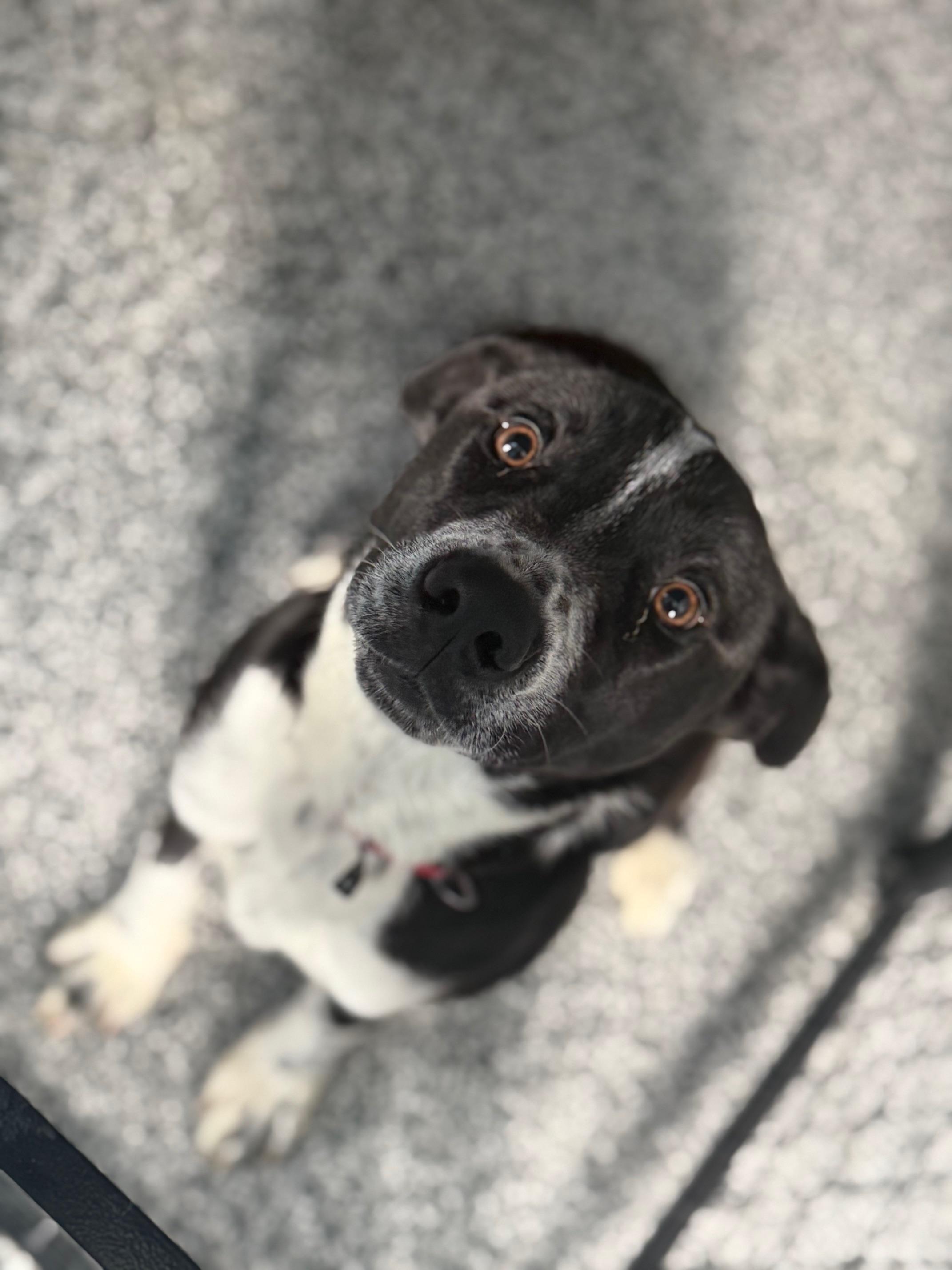 Louie , a ADOPTABLE Border Collie in St Marys, OH image 2/6